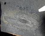Crickites sahlgrundensis MATERN 1931 - Bild © FossNet FossilienStore
